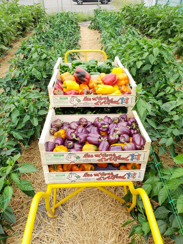 Marché de producteurs Mettray